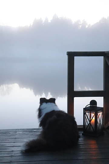 Hund p� brygga vid dimmig sj�