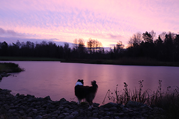Hund vid sj� i solnedg�ng