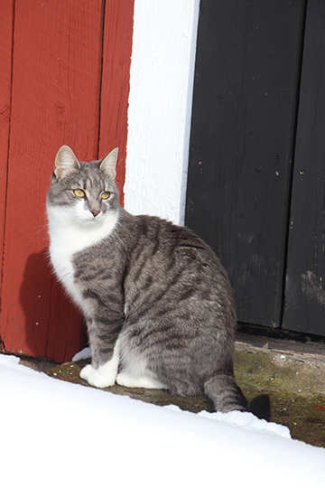 Katt vid d�rr