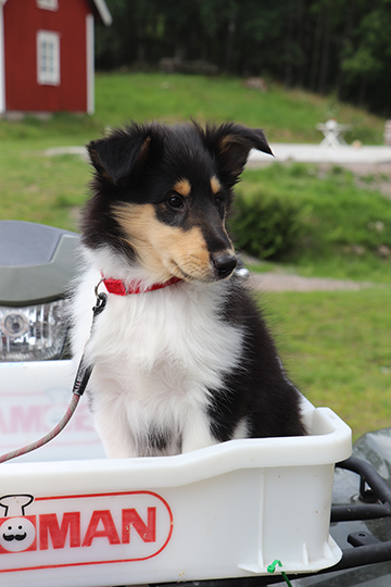 Hundvalp i korg