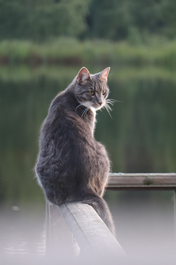 Katt vid vatten